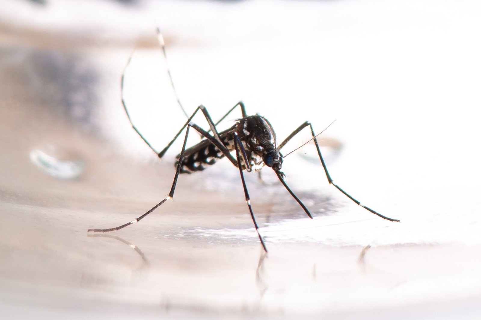 Alerte à la dengue en Argentine : Tucumán enregistre le plus grand nombre de décès